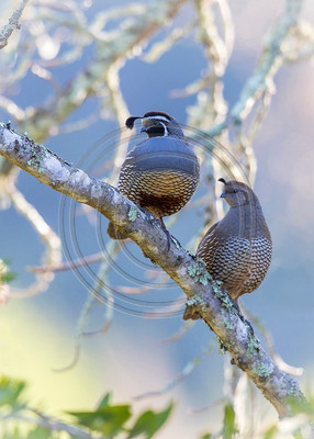 Soul Mates -- Pair of California quail at dusk