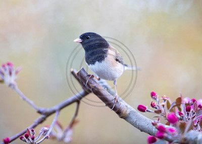 Dark-eyed junco on budding branch