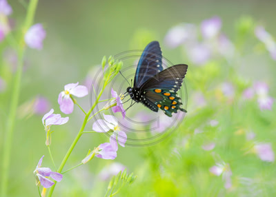Pipevine Swallowtail on wild radish