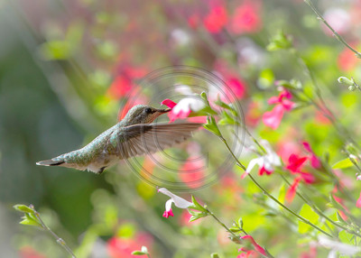 Anna's hummingbird feeding on red salvia