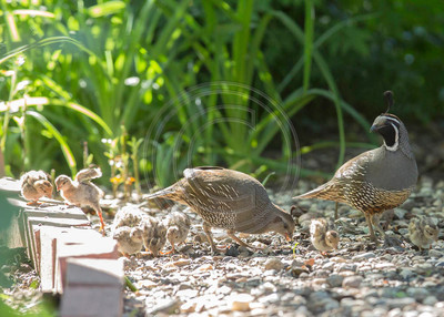 Pair of California quail with 8 babies (less than 10 days old)