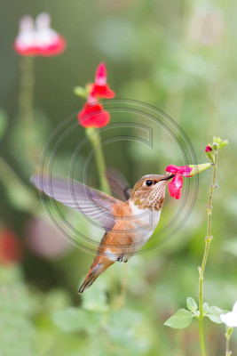 Eye to Eye - Young Rufous hummingbird feeding on Hot Lips salvia