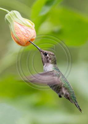 Tiger's Eye #1 - Anna's hummingbird & Tiger's Eye abutilon