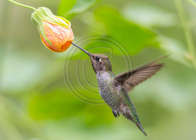 Tiger's Eye #3 - Anna's hummingbird & Tiger's Eye abutilon