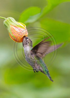 Tiger's Eye #2 - Anna's hummingbird & Tiger's Eye abutilon