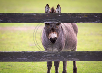 Donkey con