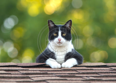 Cat on a Hot Thin Roof