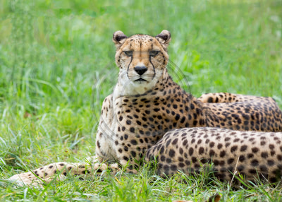 Cheetah (Safari West, Santa Rosa)