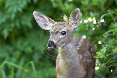 Fawn (Santa Rosa)