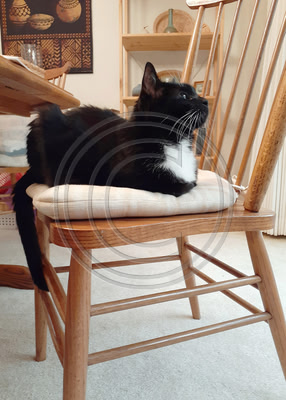 Armchair birdwatching