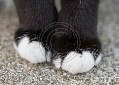 Jake's paws
