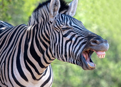 Zebra (Safari West, Santa Rosa)