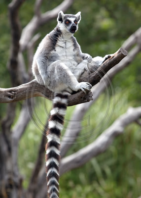 Ring-tailed lemur (Safari West, Santa Rosa)