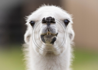 Llama lips