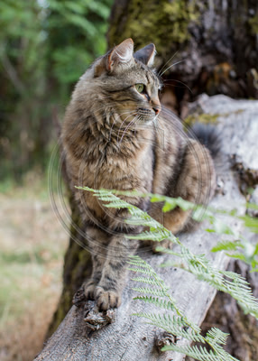 Contemplative cat