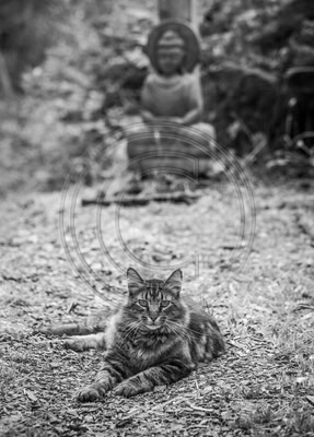 Marble the Dharma Cat