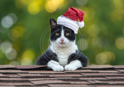 Waiting for Santa Claws