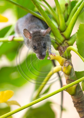 Mouse out on a limb