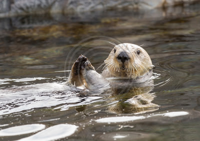 Namaste (Sea otter, Oregon)