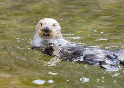 It's going swimmingly (Sea otter, Oregon)