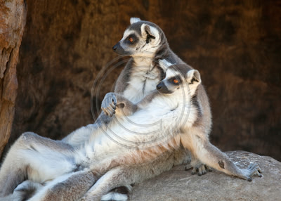 Lounge lemurs (Safari West, Santa Rosa)