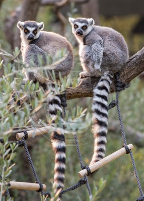 Ring-tailed lemurs (Safari West, Santa Rosa)