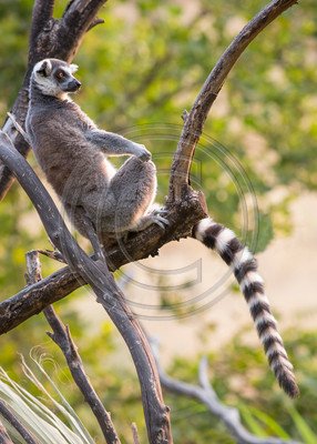 Ring-tailed lemur