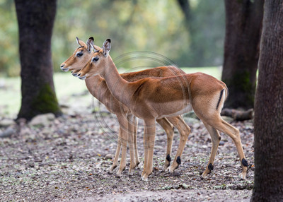 Impala (Safari West, Santa Rosa)