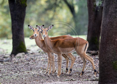 Impala (Safari West, Santa Rosa)