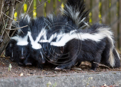 Skunk family