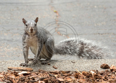 Will work for nuts (Squirrel)