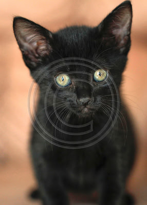 I'm all ears!