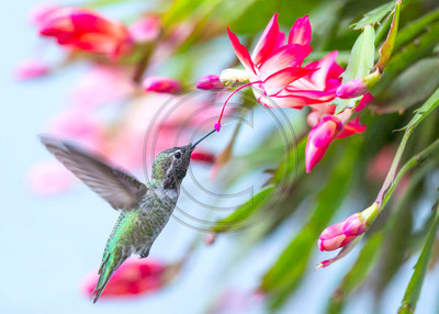Refueling - Anna's hummingbird feeding on Christmas cactus