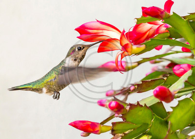Nature's Palette - Anna's hummingbird feeding on Christmas cactus