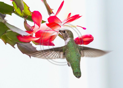 Colors of Christmas - Anna's hummingbird feeding on Christmas cactus