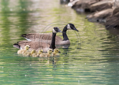 Family Outing - Canada geese and goslings in pond