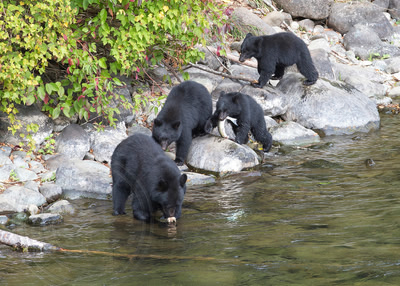 Female black bear and cubs catching salmon, Campbell River, British Columbia, Canada