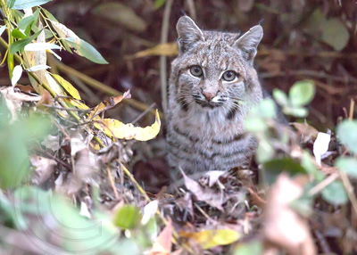 Captivating Cat - Curious young bobcat