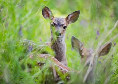 Siblings - Days-old fawn