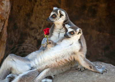 Lemur L'Amour
