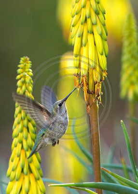 Golden Moment --Anna's hummingbird feeding on aloe plant