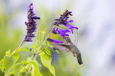 Dining at Dusk - Anna's hummingbird and purple salvia (H)