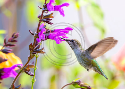 Feast of Color - Anna's Hummingbird & Salvia