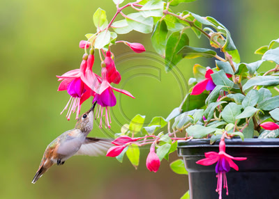 Fuchsia Wrap - Allen's Hummingbird & Fuchsia