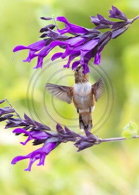 Spirit with Wings - Immature male Rufous hummingbird & salvia