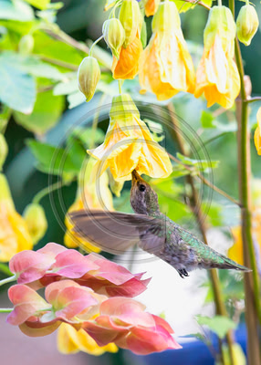Pleasures of the Palette - and Palate! -- Anna's hummingbird feeding on Abutilon 'Frieda'