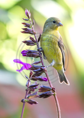 Bright as Sunlight - Lesser Goldfinch & Salvia