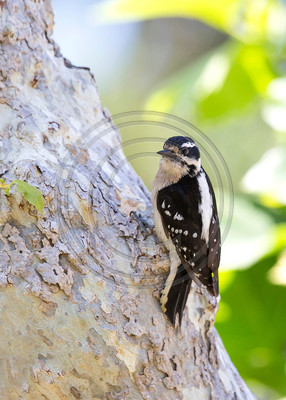 Downy woodpecker (#2)