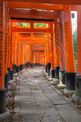 Cat among torii gates at Fushimi Inari, Kyoto