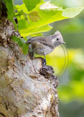 Who's Watching Who? - Oak titmouse checking out photographer